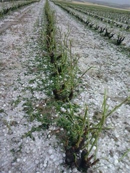 Viñedos afectados por el pedrisco