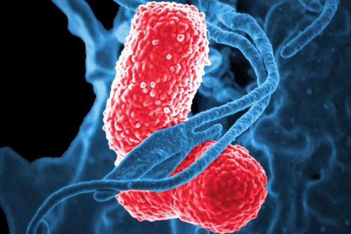 Los glóbulos blancos (azul) atacan a dos bacterias 'Klebsiella' (rosa) en esta imagen microscópica electrónica de barrido coloreada.