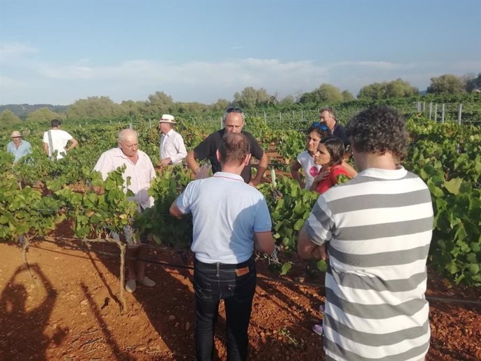 El Govern forma a viticultores de Mallorca para prevenir la xylella fastidiosa