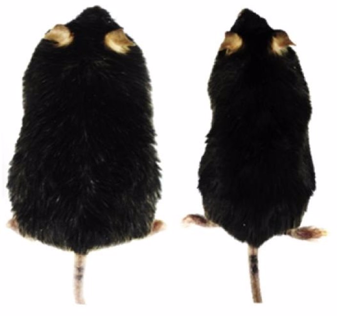 Terapia génica en glóbulos blancos de grasa de ratones obesos mostró disminuciones en el peso corporal.