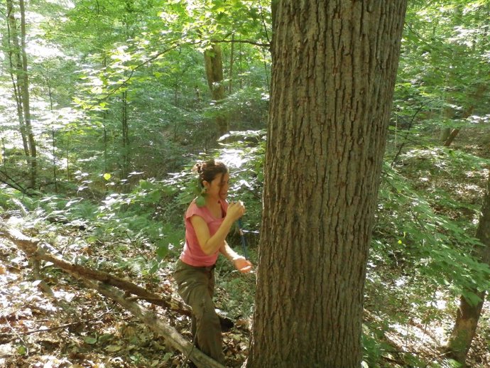 L'ecóloga del CREAF, Rossella Guerrieri, extraient un testimoni de fusta