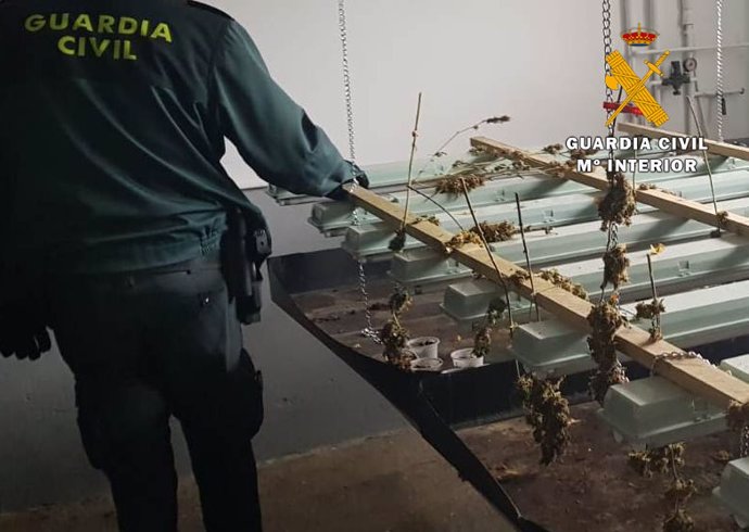 La Guardia Civil desmantela una plantación de marihuana en Cieza