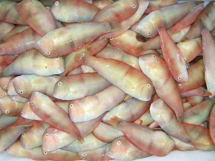 Se levanta la veda para pescar 'raors' hasta el 31 de marzo