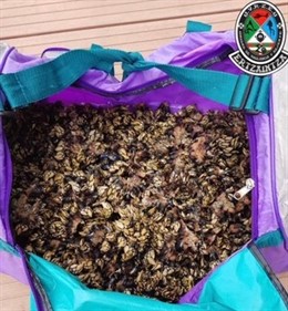La Ertzaintza requisa a pescadores furtivos 32 kilos de ostras en Sukarrieta y 1