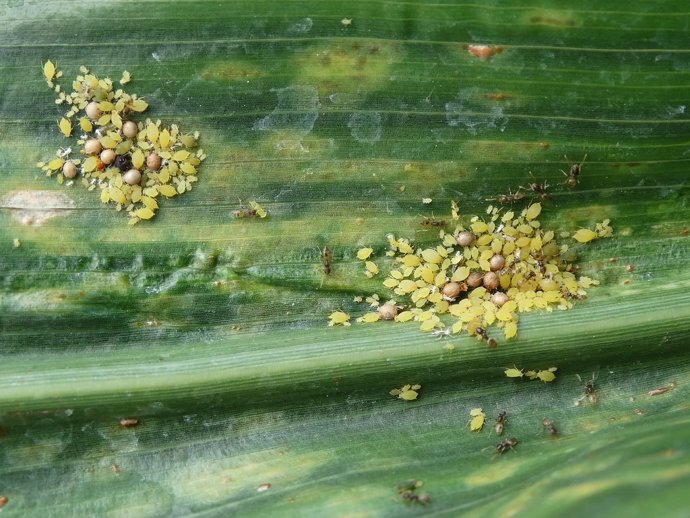 Agricultores de C-LM tienen hasta el 25 de septiembre para solicitar ayudas al a