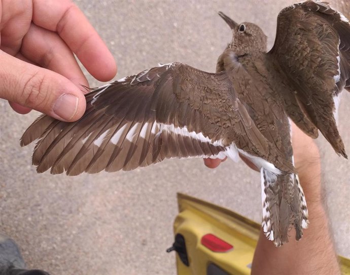 Marcaje y medición de un andarríos chico en la restaurada laguna de la EDAR de Medina del Campo, Valladolid