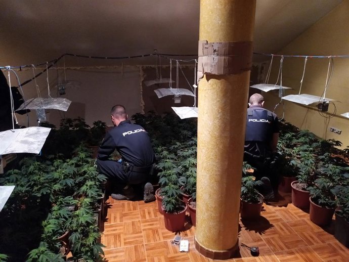 Valencia.- Sucesos.- Detenidas tres personas por cultivar más de 300 plantas de 