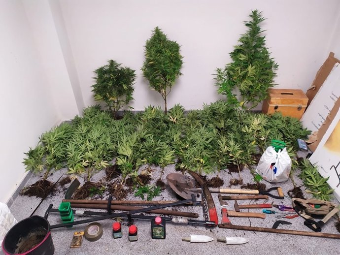 Plantas de marihuana incautadas.