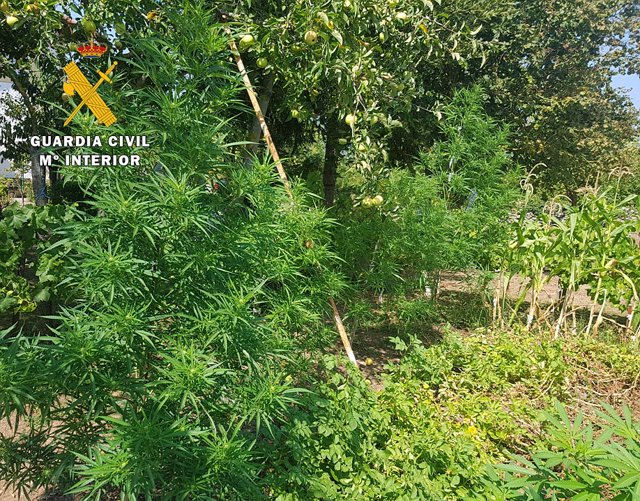 Plantación de Marihuana en un huerto del Valle de Mena (Burgos).