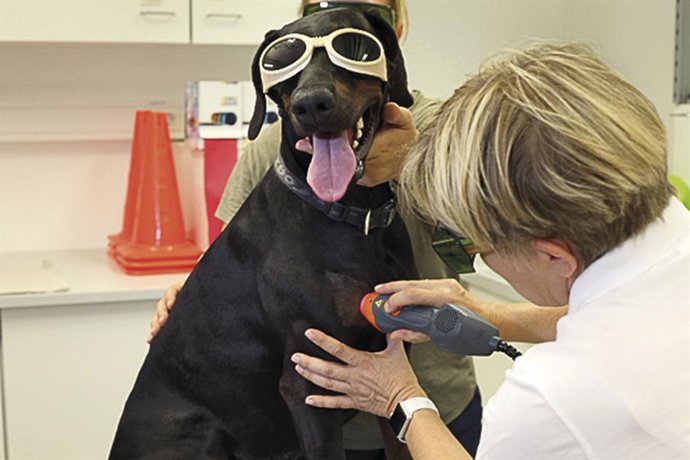 Veterinary Academy of Higher Learning