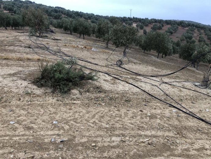 Sevilla.- La Junta, a la espera de datos "más fiables" del daño de la gota fría 