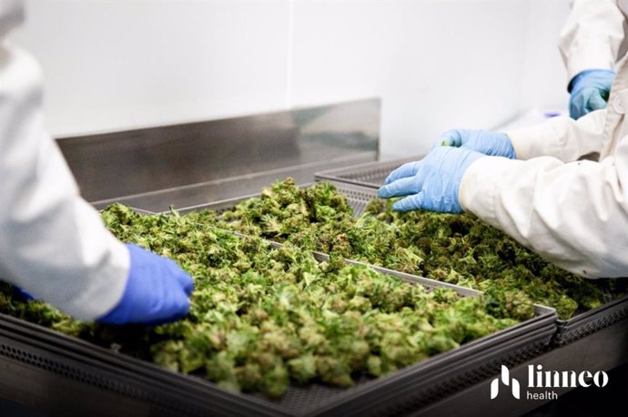 Fabricación de cannabis medicinal