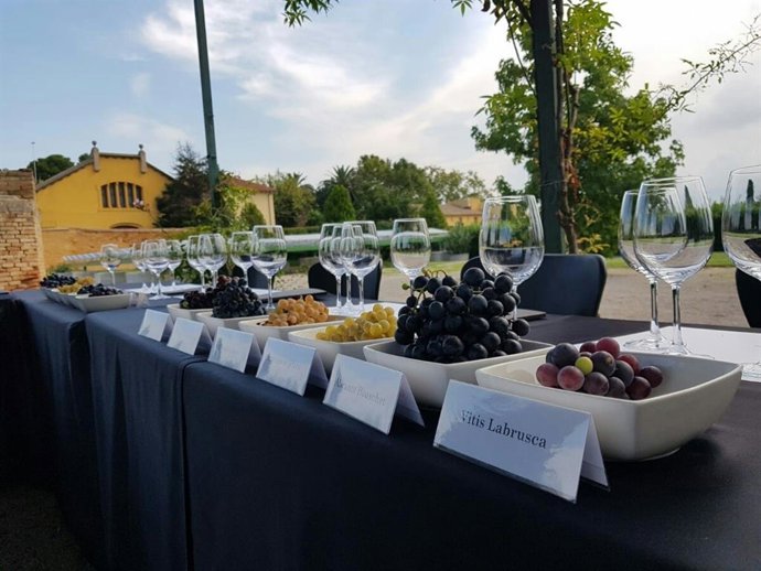 Experiencia organizada por Familia Torres para conocer la viticultura