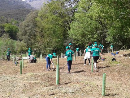 Bosques de Cantabria organiza tres plantaciones populares de árboles  autóctonos en Colindres