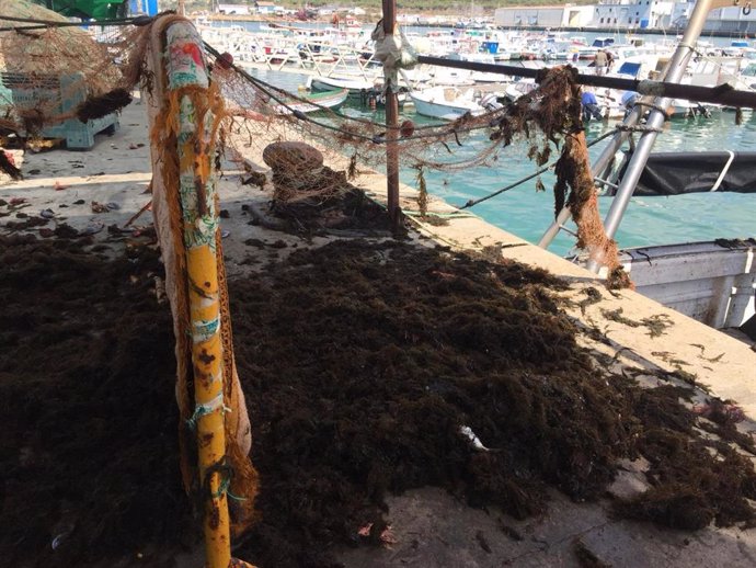 Redes de pesca con alga invasora en el puerto de Barbate