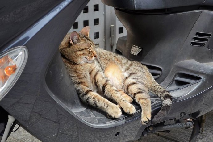 Un gato callejero descansa sobre una moto aparcada en la calle.