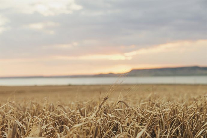 Damm se adhiere al Pacto Mundial de las Naciones Unidas