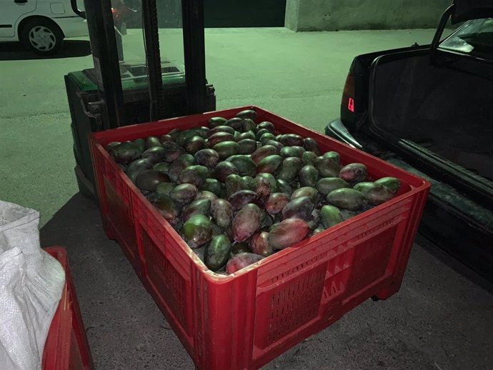 Intervención de 676 kilos de mango por parte de la Policía Local de Arahal