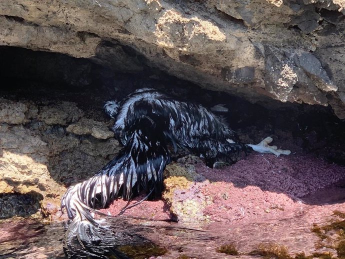 Un ejemplar de buitre negro muerto en la costa norte de Mallorca.