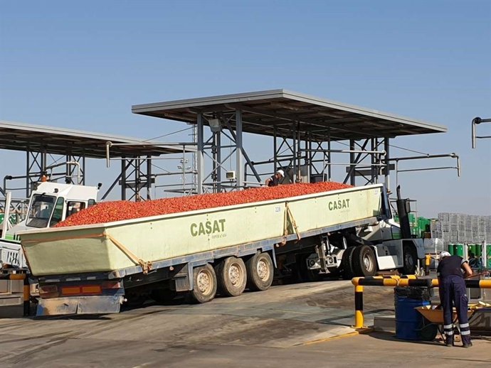 Un remolque cargado de tomates