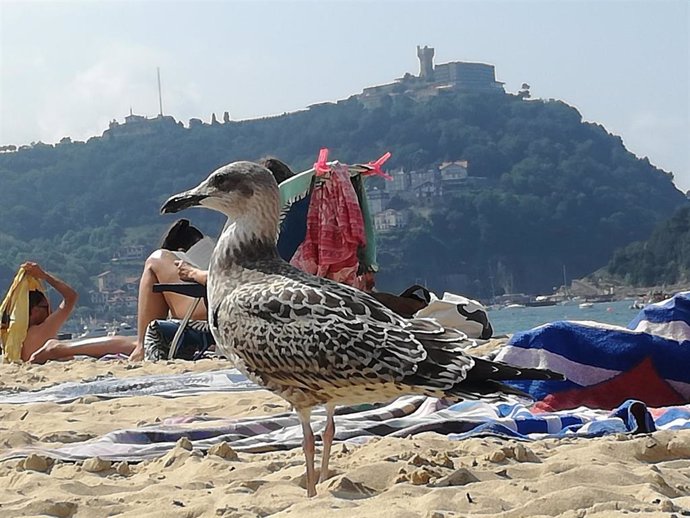 Gaviota en la playa de La Concha de San Sebastián.