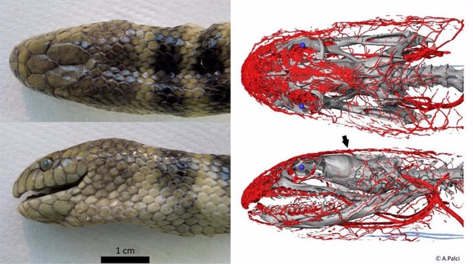 Investigadores han descrito por primera vez una nueva red vascular cefálica modificada que proporciona a la serpiente de mar de bandas azules ('Hydrophis cyanocinctus') un suministro complementario de oxígeno al cerebro durante la inmersión