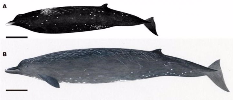 Descubren la Ballena Negra, una nueva especie de cetáceo frente a la costa de la isla japonesa de Hokkaido