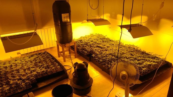 Imagenes de la planta de marihuana desmantelada en una vivienda en Mungia.