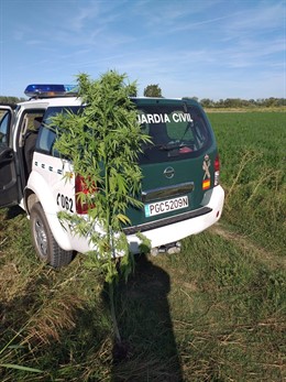 Planta de marihuana localizada por la Guardia Civil en unos campos de maíz de Buñuel