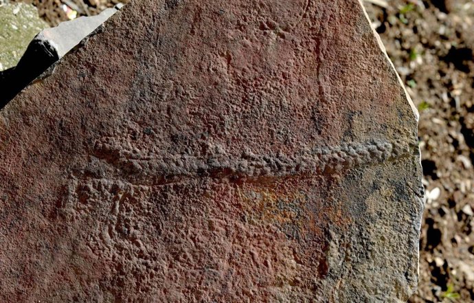 Un rastro fosilizado del animal 'Yilingia spiciformis', que data de hace 550 millones de años