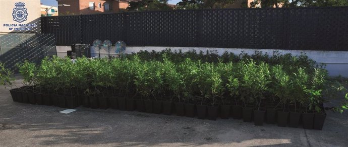 Plantas de marihuana incautadas por la Policía Nacional en Ciudad Real