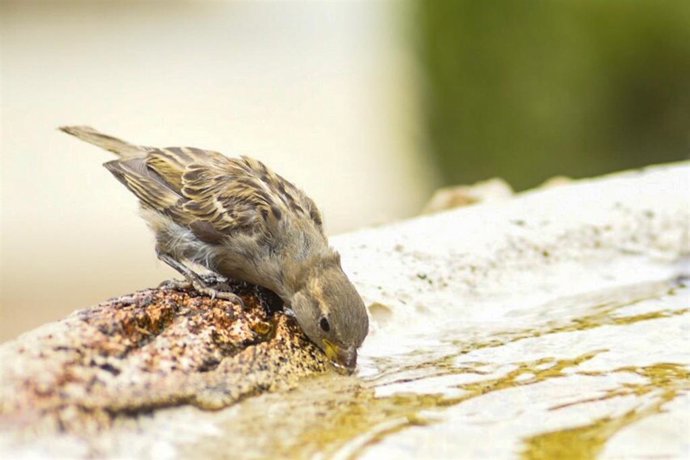 Un gorrión se refresca en una fuente en un día de calor.
