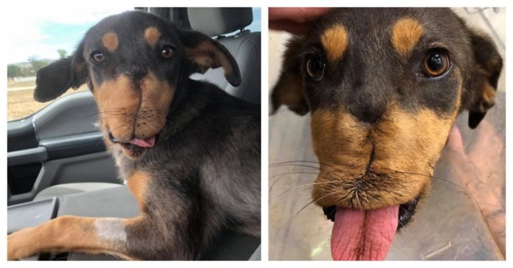 Cuatro cirugías después este perro recupera la mandíbula destrozada por