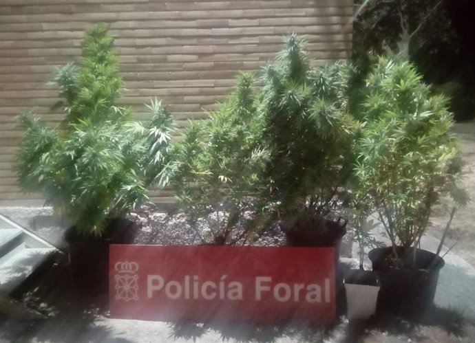 Plantas de marihuana incautadas por la Policía Foral en una localidad de la Merindad de Sangüesa