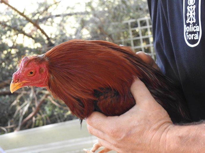 Uno de los gallos de pelea encontrados por la Policía Foral en Sarasa