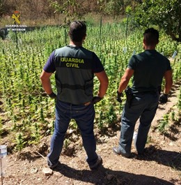 Desmantellada una plantació de marihuana d'11.700 plantes en Capmany (Girona)