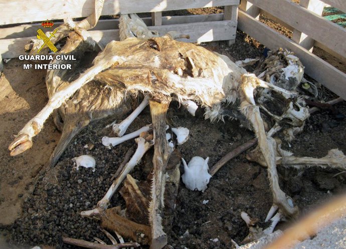 Sucesos.- Guardia Civil investiga a los propietarios de una explotación ganadera
