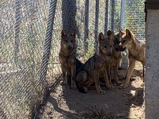 Cuatro lobeznos nacidos en el Centro del Lobo de Zamora cumplen sus primeros meses de vida.