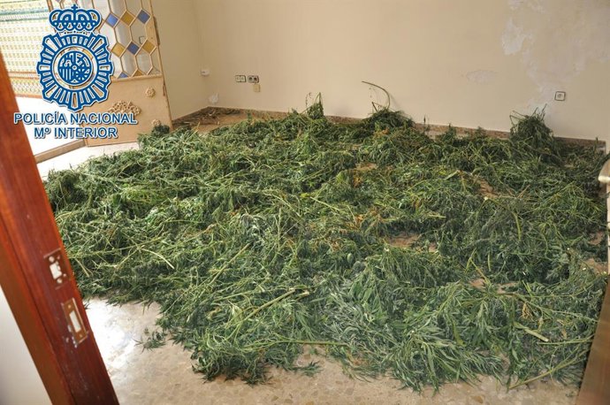 Sevilla.- Sucesos.- Detenidas dos personas acusadas de cultivar una plantación d