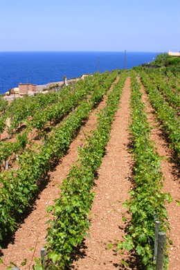 Un campo de cultivo.