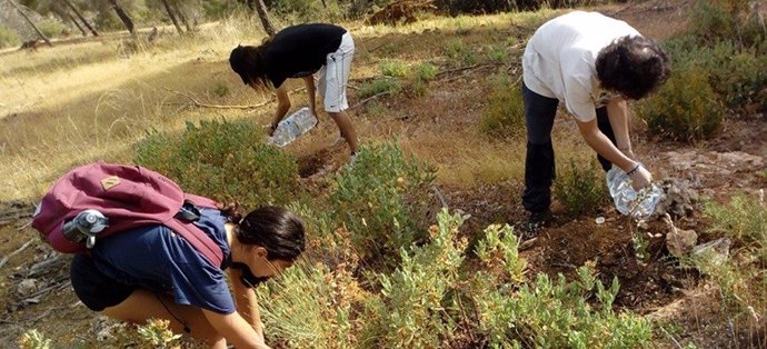 Voluntarios plantando un árbol en Granada