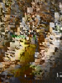 Aparecen artefactos incendiarios en varios fuegos y la Xunta informa de que ya hay sospechosos por el de Ribeira