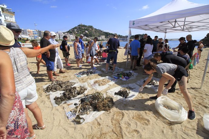 Voluntarios recogen basura en la playa de Sa Palomera de Blanes (Girona).