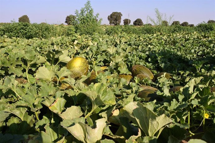 Melón, cultivos, campo, agricultura, agrario, PAC