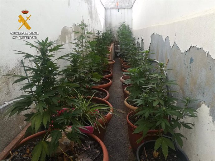 Plantas de marihuana en una vivienda en La Rambla de Córdoba