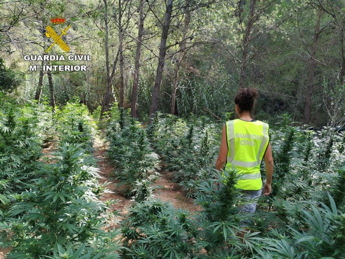 Castellón.- Sucesos.- Detenido un hombre por cultivar 1.528 plantas de marihuana