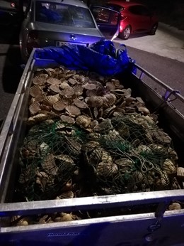 Pesca.- Incautadas más de 2.600 vieiras en una operación contra el furtivismo