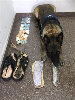 Uno de los perros que ha localizado el hachís en las sandalias.