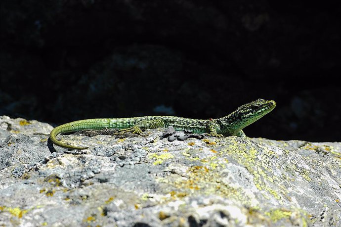 Los lagartos de climas fríos son los más afectados por el cambio climático, segú