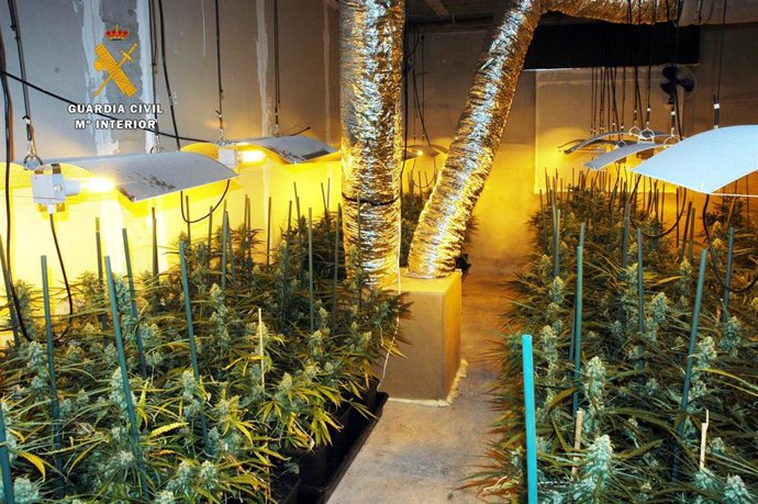 Plantación de casi 500 plantas de marihuana en Parbayón